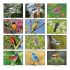 Wall Calendar - Monthly - Nature's Songbirds